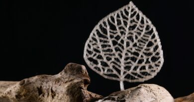 lignocellulosic biomass